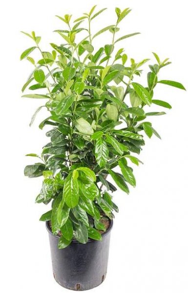 Bobkovišeň lékařská, Prunus laurocerasus Novita, velikost kontejneru 7.5 l