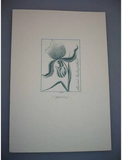 Josef Herčík (1922 - 1999) - Maudiae Paphiopedilum - oceloryt, grafika, signováno - Antikvariát Valentinská