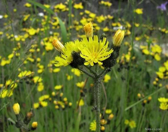 Chlupáček klubkatý (Pilosella glomerata)