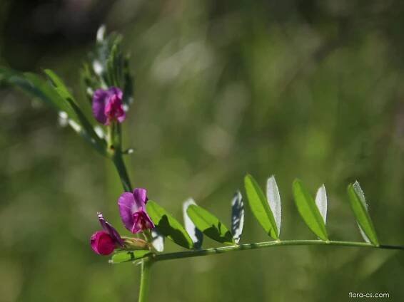 Atlas - fotogalerie: vicia sativa; 1