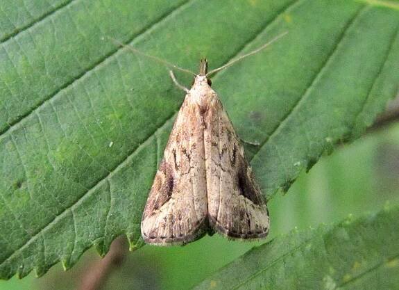 72.061 Pinion-streaked Snout Schrankia costaestrigalis – Dumfries & Galloway Moths