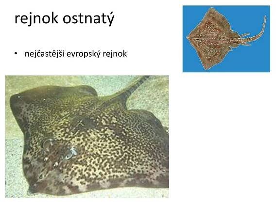 PPT - podkmen OBRATLOVCI PowerPoint Presentation, free download - ID:6428429
