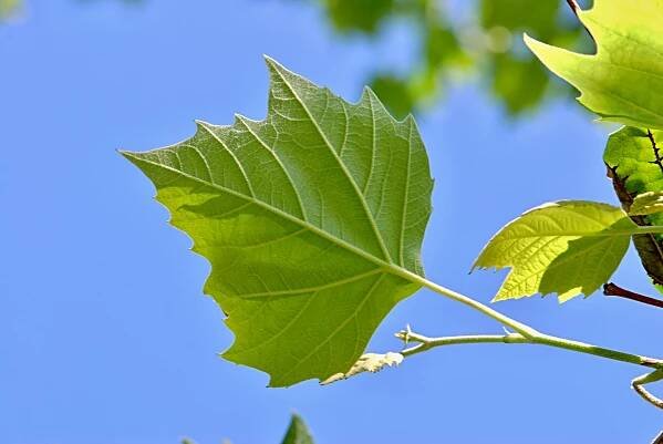 Atlas - fotogalerie: platanus; listy rub 1