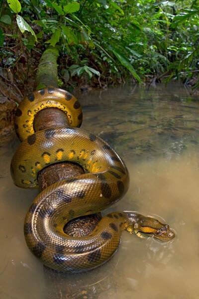 100 species Ecuador herping tour | Tropical Herping