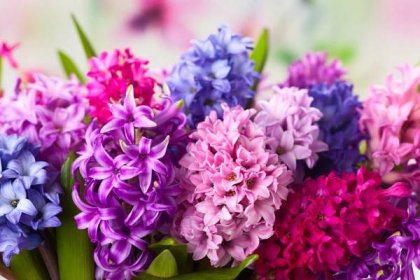 Vyšlechtěné hyacinty se mohou pochlubit celou škálou nádherných barev. iStock