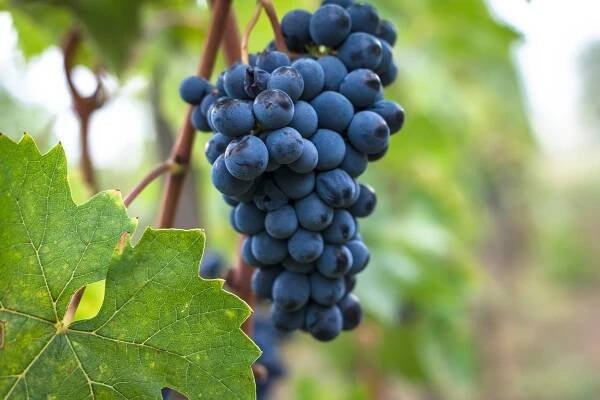 Sangiovese