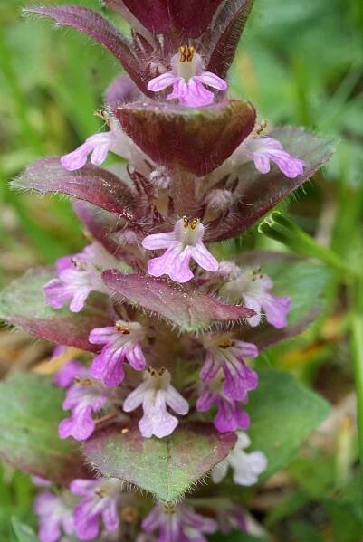 Soubor:Ajuga pyramidalis inflorescence (03).jpg – Wikipedie
