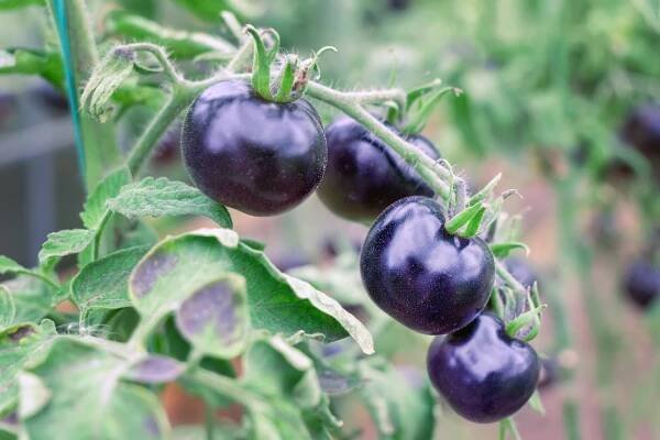 Černá rajčata Indigo Rose (Zdroj: Shutterstock)