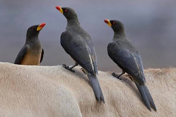 Yellow-billed-Oxpecker