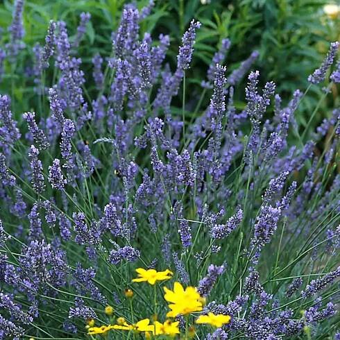 Lavandula xintermedia 'Grosso' (72 cells)