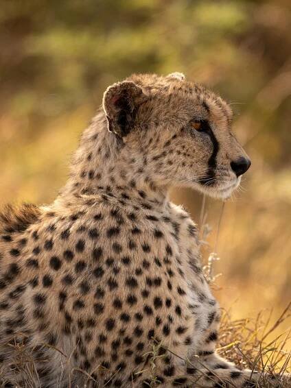 Gepard liegt in Svanne - Naturavetal Pfotengeschichten: "Unterwegs mit den Gepardenspürhunden in Kenia"