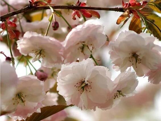 shirofu