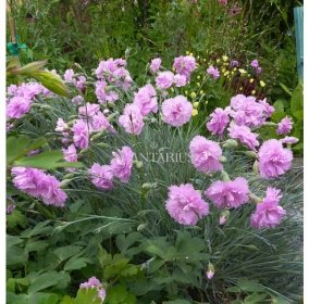 Hvozdík péřitý 'Roseus Plenus' / Dianthus plumarius 'Roseus Plenus'