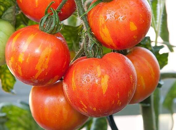 Tigerella tomatoes: varieties & growing - Plantura