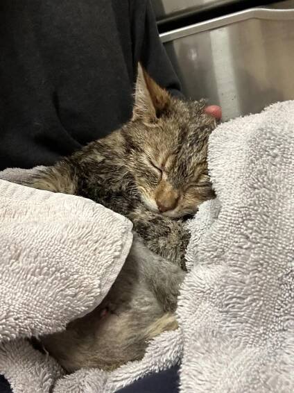 Kibble, Chloe and Tinkerbell – Kirkland Foundation