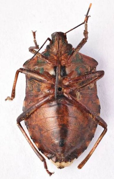 Halyomorpha halys - kněžice mramorovaná