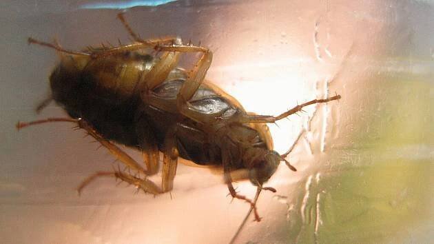 Šváb neboli Rus domácí se může objevit i v té nejčistší domácnosti