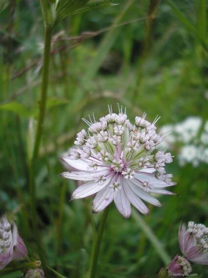 Jarmanka větší (Astrantia major)