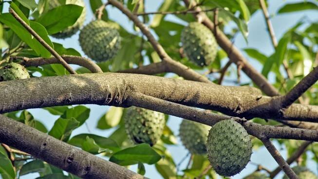 Graviola Health Benefits