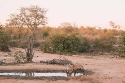 Safari photography tips that will improve your experience and the quality of your photos on safari!