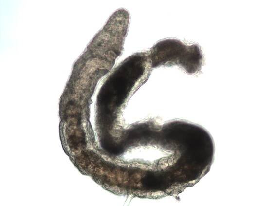 Psammodrilidae