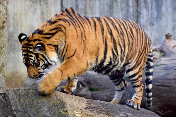 ZOO v Jihlavě IV - jarní… - Fotogalerie | Turistika.cz