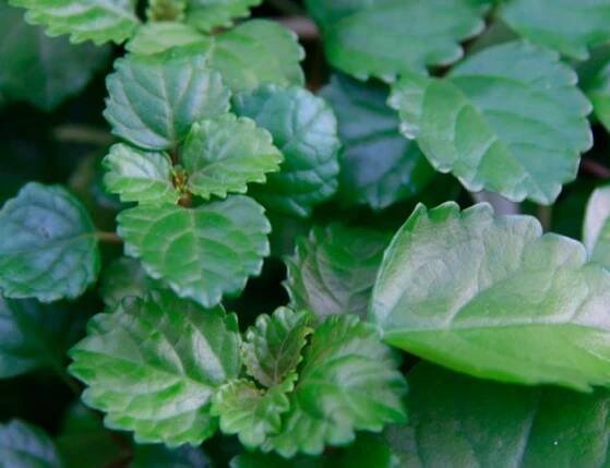 Co má rád Plectranthus?