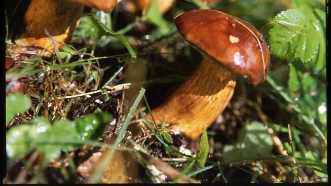 Hřib hnědý / Boletus badius