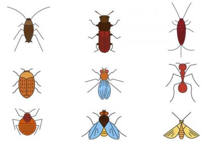 Skoncujte s hmyzem ve vašem bytě. Ekologicky bez použití insekticidů