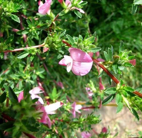 Jehlice trnitá (Ononis spinosa)