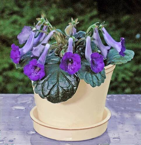 Konsten att skapa nya blommor. - Växter för en ny tid. En e-bok av Tord Hubert.