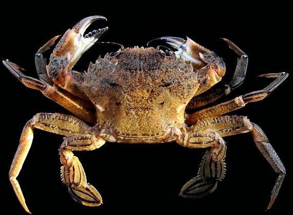 Velvet crab