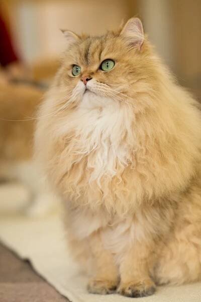 Traditional Persian