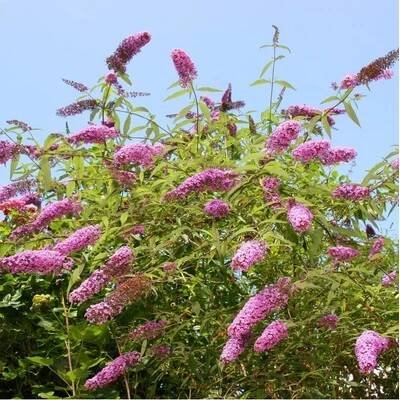 Komule Davidova směs - Buddleja davidi - semena - 20 ks