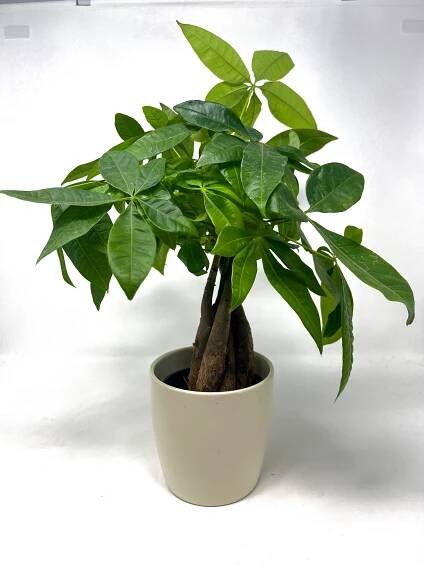 Buy Houseplants Online As Personalized Gifts or Decor