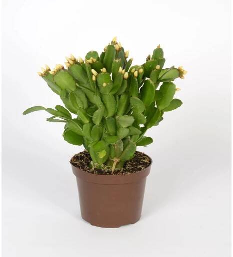 Velikonoční kaktus Fire, směs barev, květináče cca 11,5 cm, Rhipsalidopsis