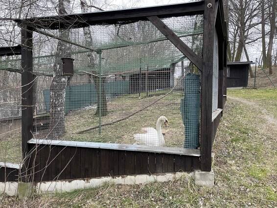 ROZHOVOR: Záchranná stanice v Bartošovicích ošetřuje zvířata po zásahu člověka
