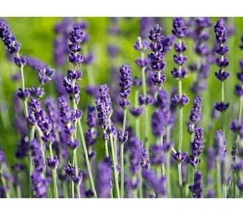 Levandule úzkolistá 'Hidcote' - Lavandula angustifolia 'Hidcote' Balení: kontejner p14