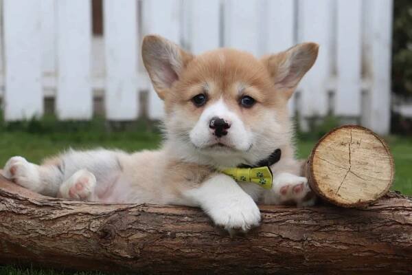 Welsh Corgi Pembroke
