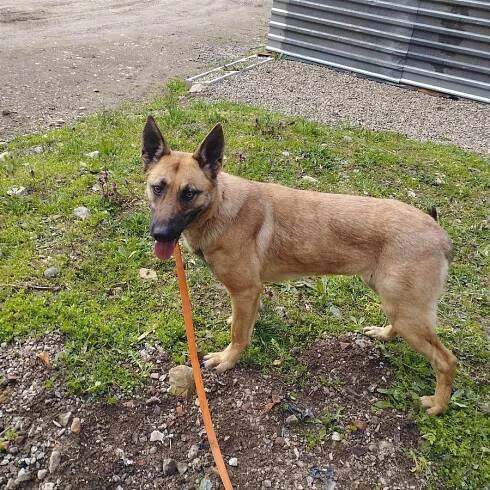 Psi k adopci z útulků, azylů a neziskových organizací