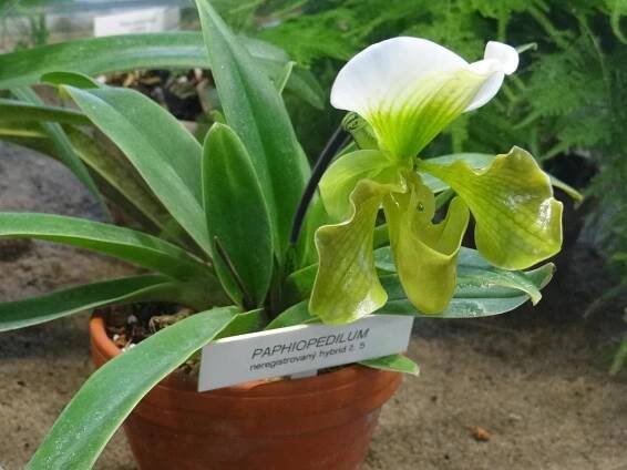 Paphiopedilum.jpg
1219 x 914 px
179 kB
