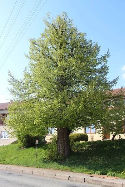 Soubor:Malhostovice, Nuzířov, obecní lípa (7751).jpg – Wikipedie