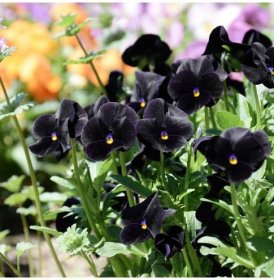 Maceška Black King - Viola wittrockiana - semena macešky - 100 ks