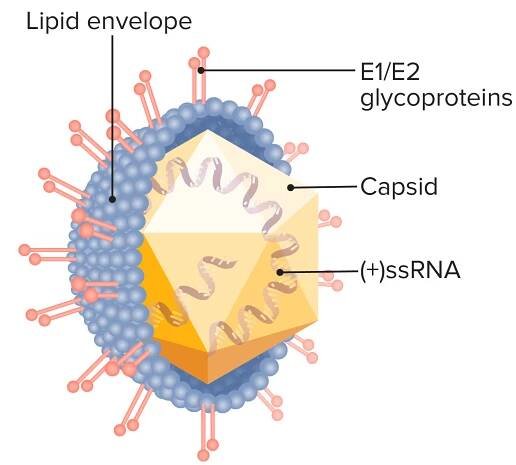 Hepatitis C Virus