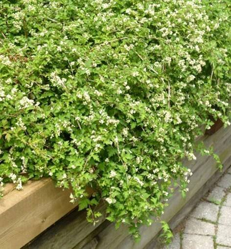 Korunatka klaná ´CRISPA´ 20-30 cm, kont. 2,5 l