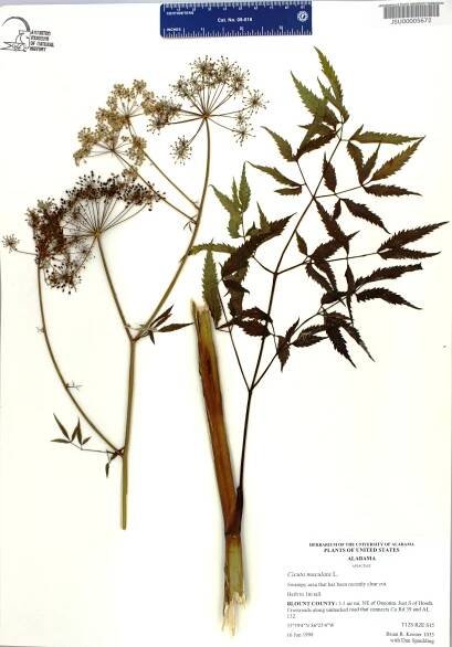 Cicuta maculata - Species Page - APA: Alabama Plant Atlas 