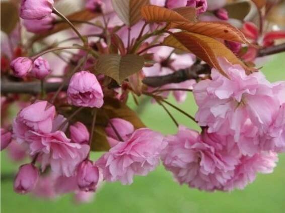Sakura - skladem, růžové květenství, Strana 2
