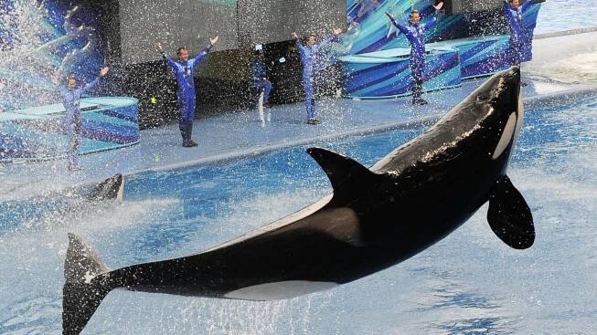 Was SeaWorld trainer Jessica Radcliffe killed by savage orca Keiko? The truth about bloody viral video...
