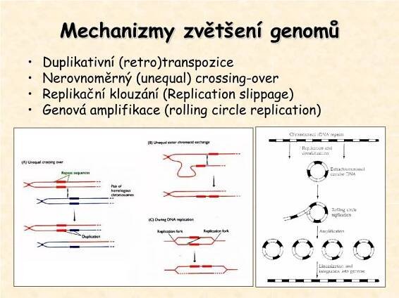 PPT - Obsah PowerPoint Presentation, free download - ID:4681647