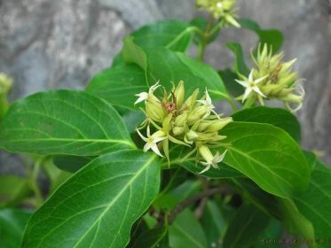 Aganosma cymosa